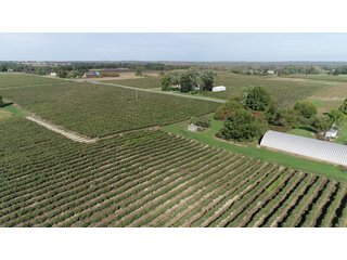 Home in Van Buren County, Michigan - LAND AUCTION - 300+/- ACRES SPECIALTY CROP - GRAPES AND HOPS - OFFERED IN 8 TRACTS IN VAN BUREN COUNTY, MICHIGAN